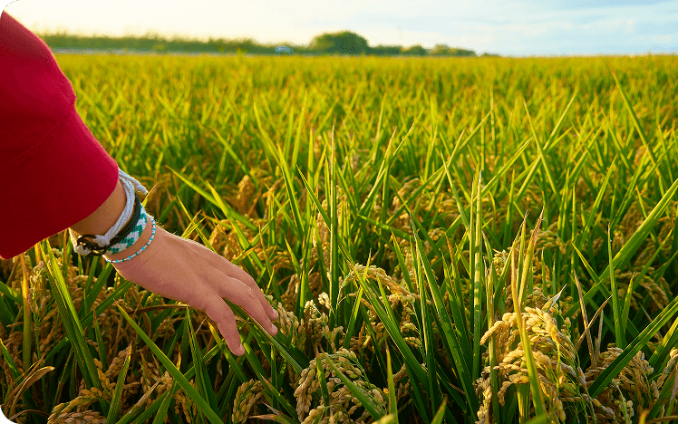 FIELD CROP